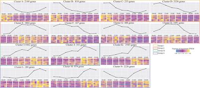 New Insights on the Diurnal Mechanism of Calcification in the Stony Coral, Stylophora pistillata